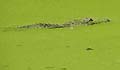 Guy Fanguy - Artist - Alligator (11).jpg Size: 34045 - 1